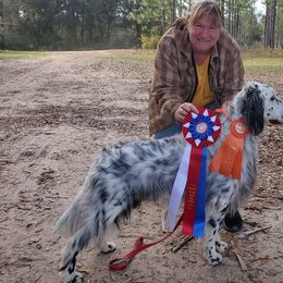 English Setters, Golden Retrievers, and Gordon Setters from Katherine Lirette