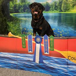 Eva - Rottweiler