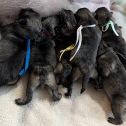 Keeshond puppies from Merrythought Keeshonden