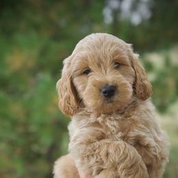 Bernedoodle and Goldendoodle Puppies from Lings Legacy Doodles