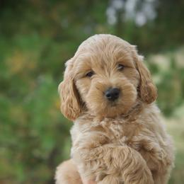 Bernedoodle and Goldendoodle Puppies from Lings Legacy Doodles