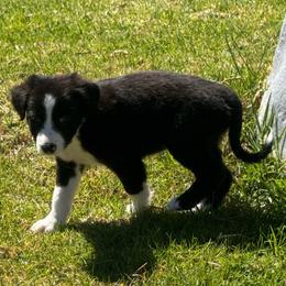 Boy 449 - Black and white male Border Collie puppy in Temecula, California from West Coast Border Collies