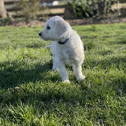 Bernedoodle and Goldendoodle Puppies from White Oak