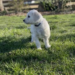 Bernedoodle and Goldendoodle Puppies from White Oak