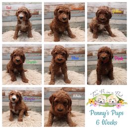 Goldendoodle Puppies from Two Ps in a Pod
