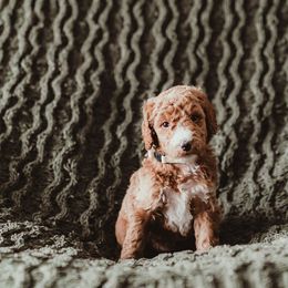 Poodle Puppies from Peterson Poodles