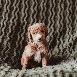 Poodle Puppies from Peterson Poodles
