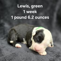 Lewis - Gray and white male Old English Sheepdog puppy in Sutherlin, Oregon from Sapphire Eyes Sheepdogs