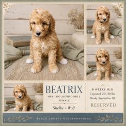 Beatrix - Apricot female Goldendoodle puppy in Macclenny, Florida from Baker County Goldendoodles