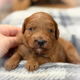 Archie - Red  male Goldendoodle puppy in Wharton, Texas from Little Fur Friends