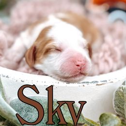 Girl 3 - female Australian Labradoodle puppy in Decatur, Alabama from Southern Meadows Doodles