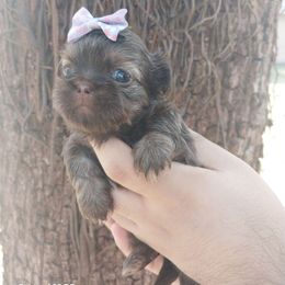 Chocolate and tan .. dobie girl - Chocolate and tan female Shih Tzu puppy in Arcadia, Florida from Kitsune Cuddles and kisses