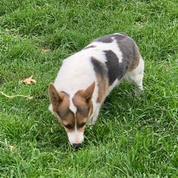 Rainy - Pembroke Welsh Corgi
