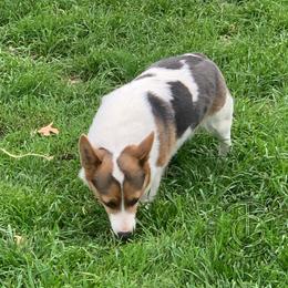 Rainy - Pembroke Welsh Corgi