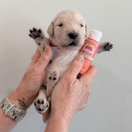 Girl 5 - Coral - Light golden female Golden Retriever puppy in Mc Minnville, Tennessee from Wishaw Whisky Golden Retrievers