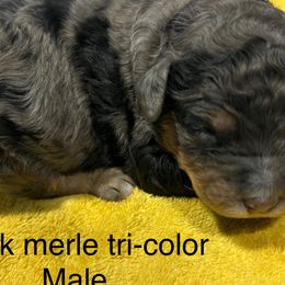 Black Merle tri color - Merle Bernedoodle puppy in Grant, Michigan from Jules’ Bernedoodles