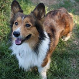 Pembroke Welsh Corgis from Corgis in Paradise