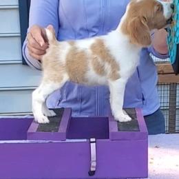 Lavender girl - Orange and white female Brittany puppy in Mertztown, Pennsylvania from Whispering Hills Gun Dogs