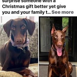 Tank - Doberman Pinscher
