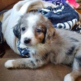Lilly - Blue merle female Aussiedoodle puppy in Grants Pass, Oregon from Down Under Doodles