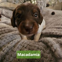 Macadamia - Piebald male Dachshund puppy in Saginaw, Michigan from Emily Humpert