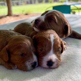 Boy 1 - Red male Cavapoo puppy in Kerman, California from Myers Cavapoos