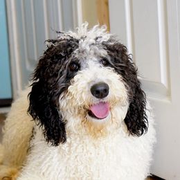 Paris - Bernedoodle