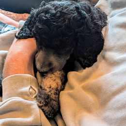 Poodle Puppies from New Hope Standard Poodles