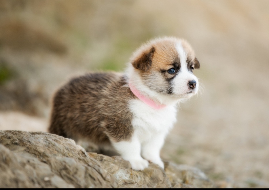 Pembroke Welsh Corgi Puppies from California Corgi Butts