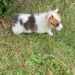Zion - Sable male Pembroke Welsh Corgi puppy in Aberdeen, Washington from Coastal country Farms