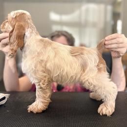 Sparkle - Red roan female Cocker Spaniel puppy in Buford, Georgia from Opalina Cocker Spaniels