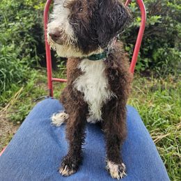 REDUCED - Juniper - Brown and white female Aussiedoodle puppy in Lithia, Florida from Waterford Doodle Farm