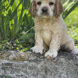 Cocker Spaniel Puppies from Brooks House Cocker Spaniels