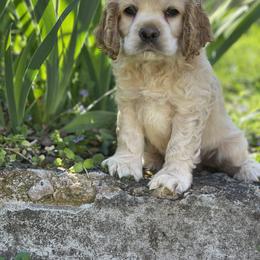 Cocker Spaniel Puppies from Brooks House Cocker Spaniels