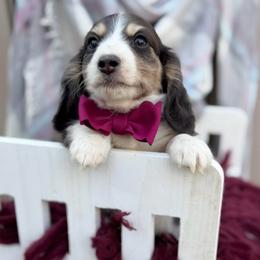 Roy - Russian LH - PET HOME - Piebald male Dachshund puppy in Decatur, Mississippi from KP Dachshunds