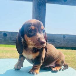 Mira - Chocolate and tan female Dachshund puppy in Stilwell, Oklahoma from MB’s Dachshunds