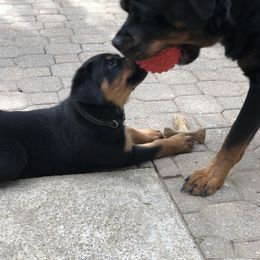 Rottweiler Puppies from Alpha Co. Rottweilers