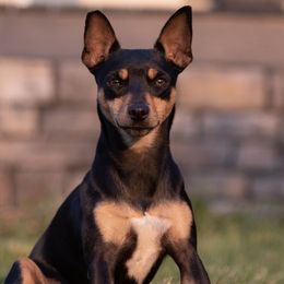 Casey - Rat Terrier