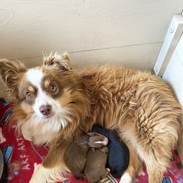 Sidney - Toy Australian Shepherd