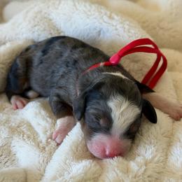 Red Boy - Merle male Bernedoodle puppy in Fort Gibson, Oklahoma from Waggle Doodles