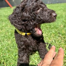 Yellow - Chocolate female Labradoodle puppy in Chula Vista, California from Coastal Cocoa Labradoodle