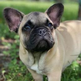 French Bulldogs from BM KENNEL
