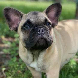 French Bulldogs from BM KENNEL