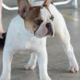 French Bulldogs from Terra Sassa