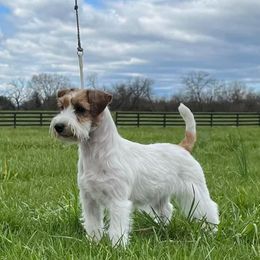 Margo - Russell Terrier