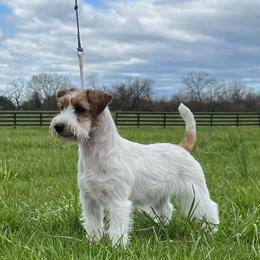 Margo - Russell Terrier