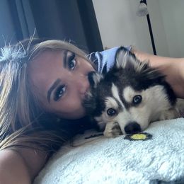 Pomsky All Grown Up from Kenna'z Kuddly Pomskiez