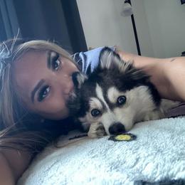 Pomsky All Grown Up from Kenna'z Kuddly Pomskiez