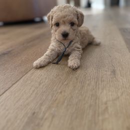Jack - Buff male Cockapoo puppy in Yuba City, California from The Doodle Barn