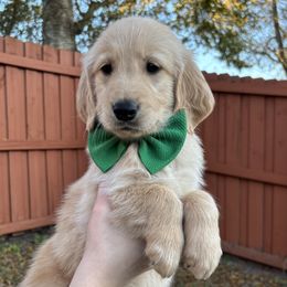 Corey - Golden Retriever puppy from Daisy Lynn Goldens